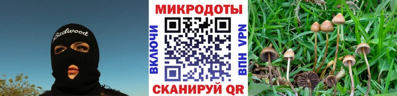Псилоцибиновые грибы Cubensis  Купить  Елизаветинская 